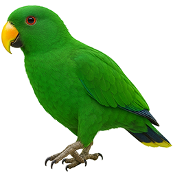 Solomon Island Eclectus